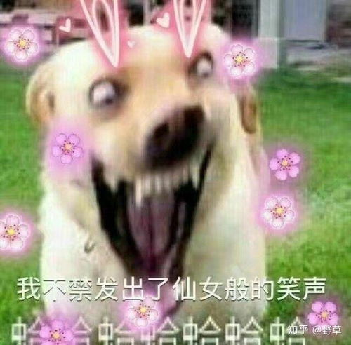 沙雕动物头像大全图