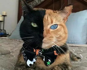  很多人觉得三花猫很丑看完它们你就知道错了