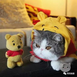  喜欢玩cosplay的猫咪兄弟俩,真的好乖