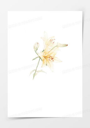  百合花图像微信头像大全