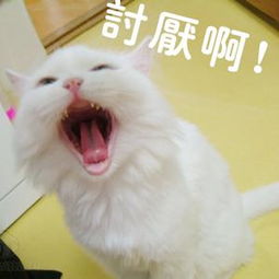  宠物狂face妆点网