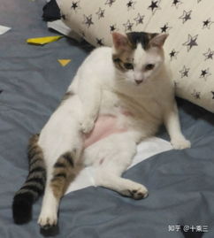  猫会嫉妒长得比自己好看的其他猫吗