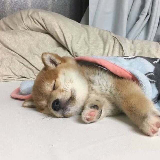  狗狗晕车怎么办做好这几点能改善