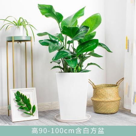  天堂鸟盆栽鹤望兰办公室大型花卉植物家居客厅净空气室内真花绿植