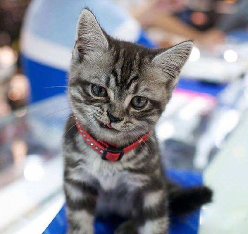  我家猫上辈子不是理发师,可能就是除草机