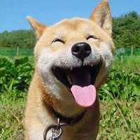  微笑柴犬情侣头像图片微信头像图片大全