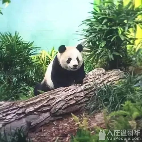  中国熊猫占领温哥华下周起metrotown将闪现888只熊猫