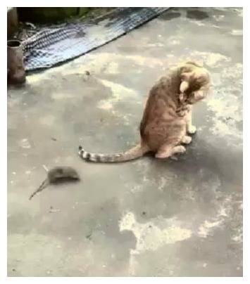  老鼠白天遇见猫咪,为了活命,它智商开挂,也是够拼的了办法