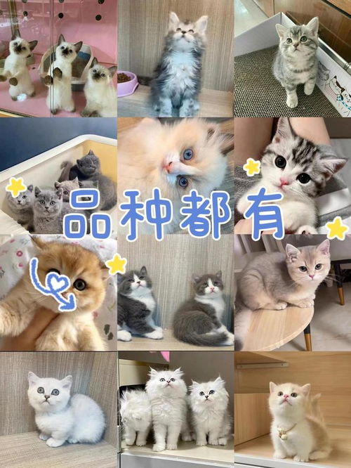  东莞哪里有卖宠物猫狗的地方,这里可以线下实体店挑选宠物