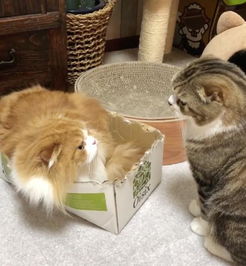  中二猫妹窝纸箱耍废,猫哥火大当场猫泉冰抖给老子出来
