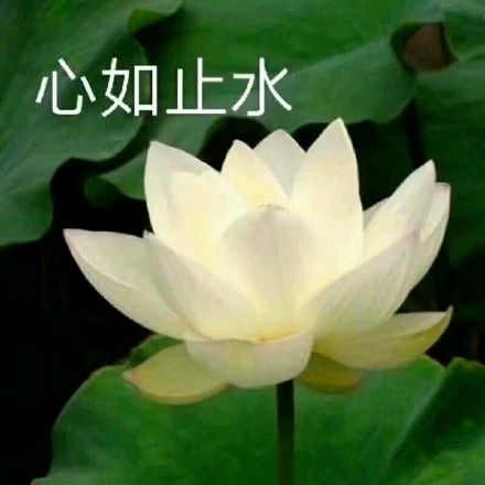  李小璐疑擦边佛媛,大量不雅照遭疯传