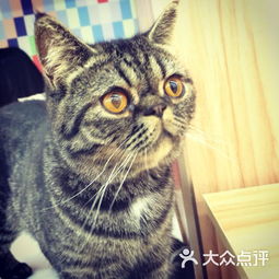  猫咪咖啡pussycat南京猫咪主题咖啡馆糖果车站店图片法国咖啡厅大众点评网