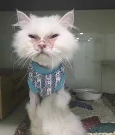  当流浪猫遇到那个真心爱它的人