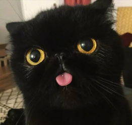  黑猫不吉利是绝对的谣言,东西方文化差异悬殊