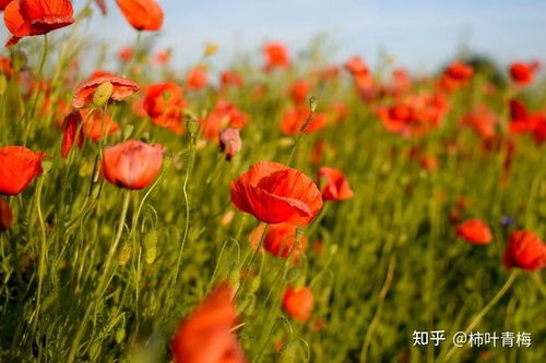  放弃即时快乐而去追求长期幸福为何十分难