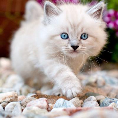 白猫图片头像猫咪