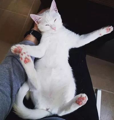  怕狗狗自己在家寂寞,想给他找个伴儿,这只猫主动上门,现在...