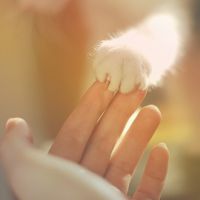  人猫合照头像图片微信头像图片大全