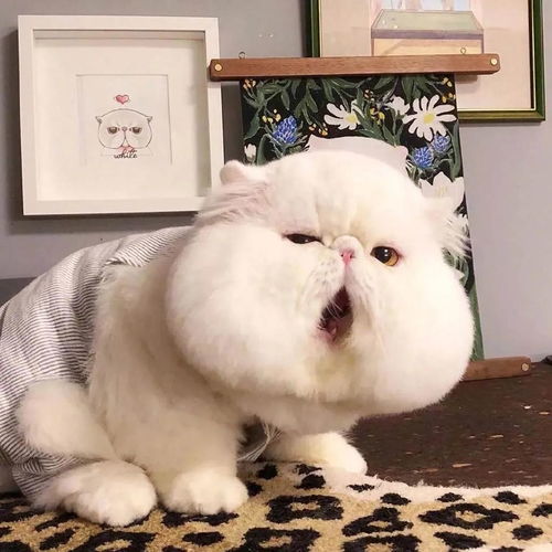  绝了跟网红俊介完全不一样的博美犬,这6块腹肌真是震惊到我了