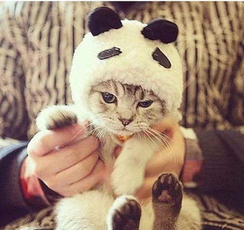  不卖萌的猫咪不是好猫咪,难怪猫奴爱它爱的无法自拔