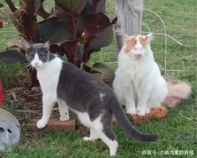  失明老猫孤独生活14年,周围猫咪不跟它玩,小猫靠近后换来被收养