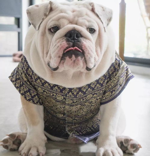 把斗牛犬养成大佛爷,它才是张家最后一个张起灵