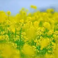  油菜花金灿灿的唯美油菜花头像