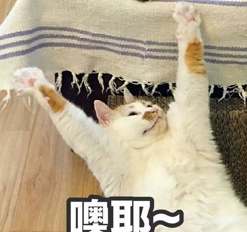  在中国,这五个品种的猫咪最受欢迎,第一名你肯定猜得到