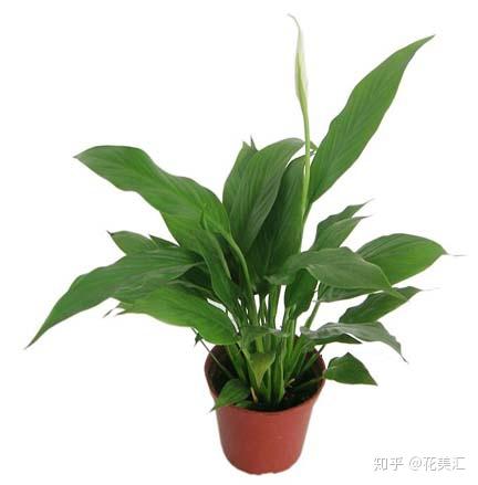  办公室中这几种绿植,聚财又聚气