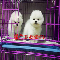  神农架哪里有卖纯种博美犬白色博美博美犬图片茶杯博美能长多大