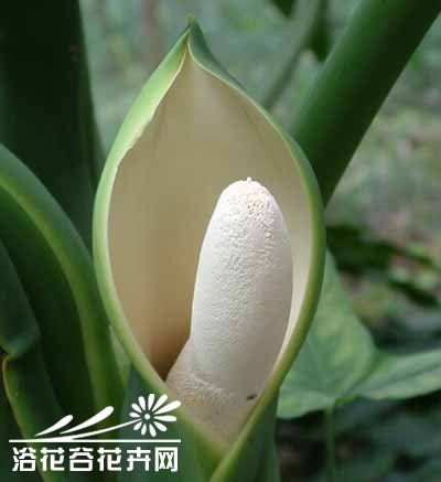 鹤望兰图片头像春羽