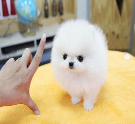  图一只博美多少钱哪里有卖博美犬的成都宠物狗