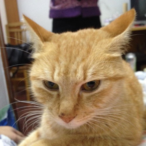  从什么渠道可以得到一只刚出生的小猫然后开始和它做好朋友直到它老去