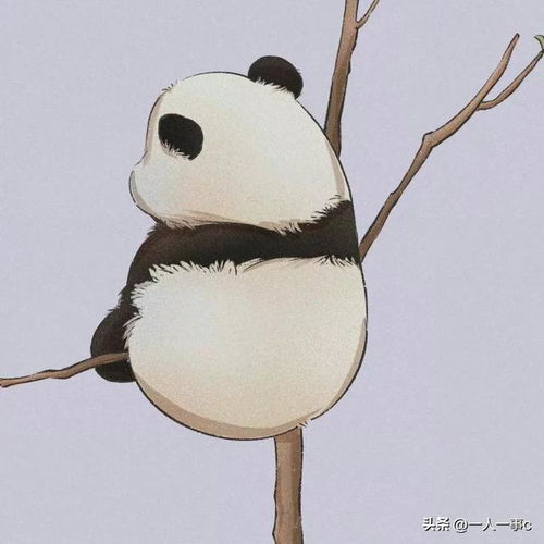  熊猫头像,你想要的圆滚滚这里都有